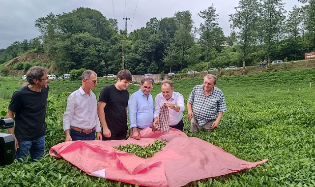 ÇAY ALIMLARINI DURDURAN ÇAYKUR'A TEPKİLER DİNMİYOR!