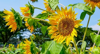 ÇİFTÇİDEN AYÇİÇEĞİ İSYANI