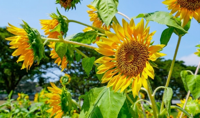 ÇİFTÇİDEN AYÇİÇEĞİ İSYANI