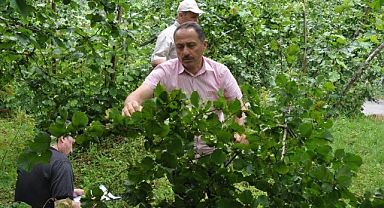 FINDIK FİYATI NE KADAR OLMALI? İŞTE CEVABI...