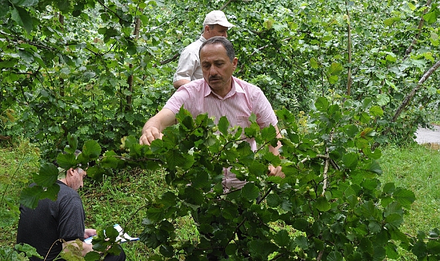 FINDIK FİYATI NE KADAR OLMALI? İŞTE CEVABI...