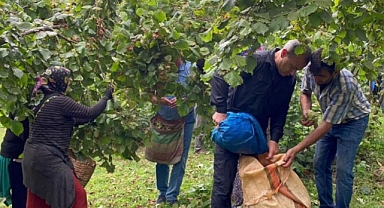 MİLLETVEKİLİ AYDIN: FINDIK ÜRETİCİSİYLE DALGA GEÇİYORSUNUZ!