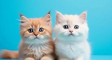 RÜYADA KEDİ GÖRMEK NE ANLAMA GELİYOR? RÜYADA ÇOK KEDİ GÖRMEK 