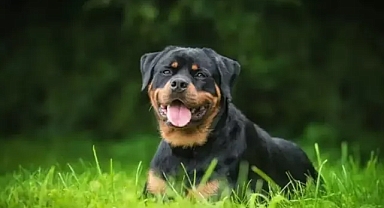 SOKAK HAYVANLARI YASASINDA SON DURUM (TBMM O MADDEYİ KALDIRDI) 