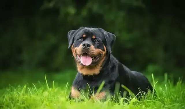 SOKAK HAYVANLARI YASASINDA SON DURUM (TBMM O MADDEYİ KALDIRDI)