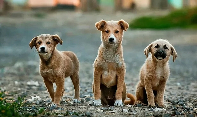 TRABZON AK PARTİ’DEN SOKAK HAYVANLARINA ANLAMLI ZİYARET