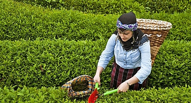 YAŞ ÇAY ALIMINA KOTA GETİRİLDİ!