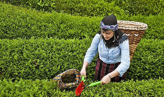 YAŞ ÇAY ALIMINA KOTA GETİRİLDİ!