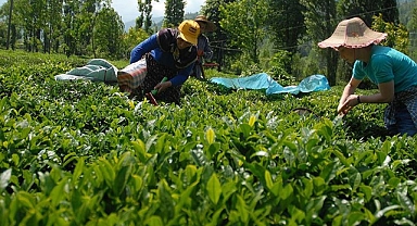 YAŞ ÇAY ALIMLARINDA KISITLAMAYA GİDİLDİ