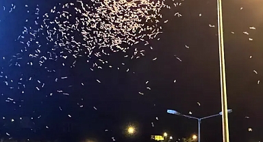 ARDAHAN'DA 'ÖLÜM UÇUŞU' ERKEN BAŞLADI! MAYIS SİNEKLERİ ŞEHİRDE GÖRÜNTÜLENDİ