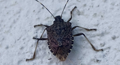 BAKANLIK KOKARCAYA SAVAŞ AÇTI