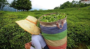 ÇAYKUR KONTENJANI KALDIRDI