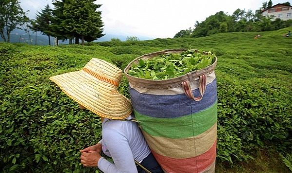 ÇAYKUR KONTENJANI KALDIRDI