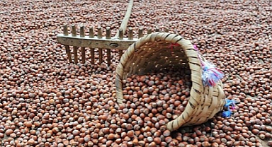 FINDIKTA REKOLTE DÜŞÜK... FİYATLAR ARTACAK...