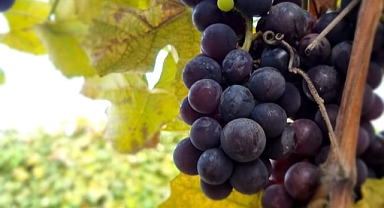 ORTAHİSAR BELEDİYESİ KOKULU ÜZÜMLERİ ÜRETİME KAZANDIRACAK 