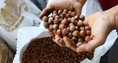 TMO FINDIK ALIMLARINA BAŞLIYOR... İŞTE TARİH...