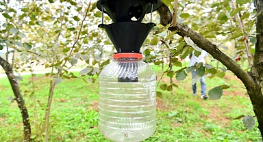 BÜYÜKŞEHİR'DEN KOKARCA İLE MÜCADELEYE DESTEK