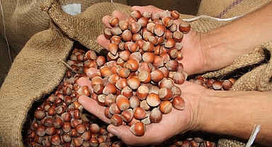 FINDIK FİYATLARI DÜŞÜŞTE