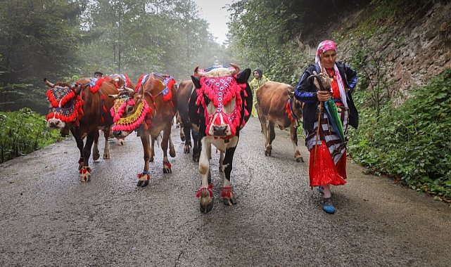 YAYLACILAR DÖNÜŞ YOLUNDA