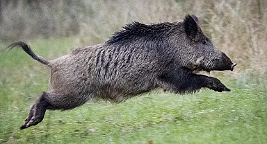 ORDU'DA DOMUZ SALDIRISINA UĞRAYAN KARI-KOCA YARALANDI