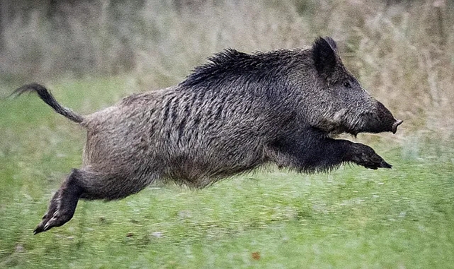 ORDU'DA DOMUZ SALDIRISINA UĞRAYAN KARI-KOCA YARALANDI