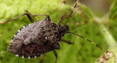 RİZE'DE KOKARCAYA KARŞI ÇAY SİRKELİ  ÖNLEM