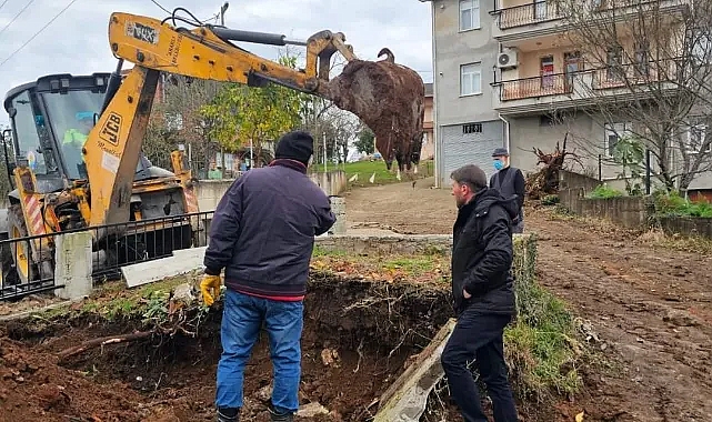 ARAKLI'DA YOL İÇİN BÜYÜK FEDAKARLIK... YOL GENİŞLESİN DİYE ANNESİNİN MEZARINI TAŞIDI...
