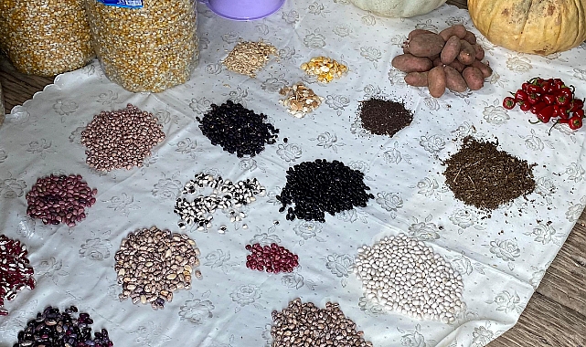 BÜYÜKŞEHİR ATA TOHUMLARINI GELECEĞE TAŞIYOR