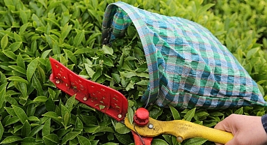 ÇAY İHRACATI 10 AYDA 19.8 MİLYON DOLARI AŞTI