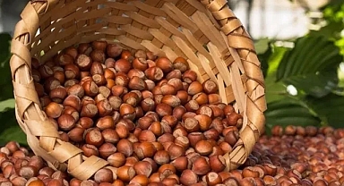 FINDIKTA İLK 2 AYDA 519 MİLYON DOLARLIK İHRACAT