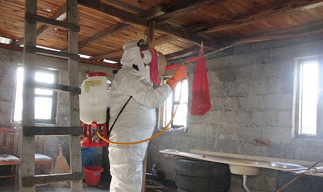 GİRESUN'DA KAHVERENGİ KOKARCA MÜCADELESİ TAM GAZ DEVAM EDİYOR