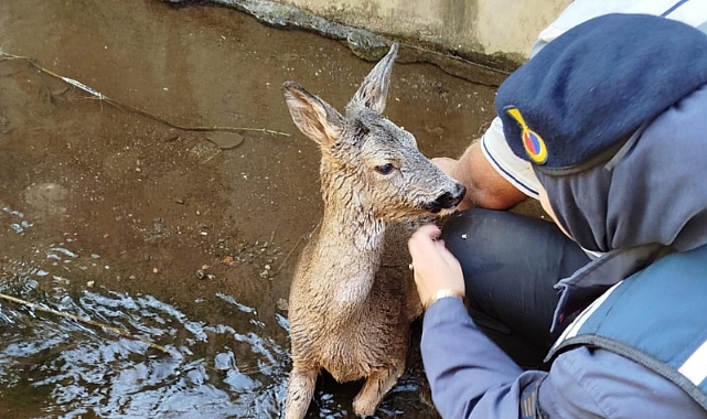 YARALI KARACAYA ŞEFKAT ELİ