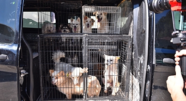 BÜYÜKŞEHİR 593 KÖPEĞİ SAHİPLENDİRDİ