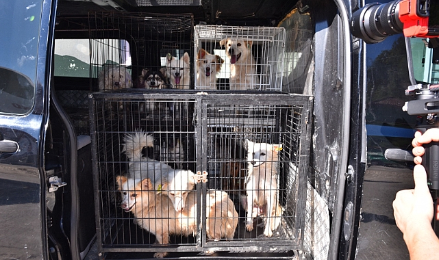 BÜYÜKŞEHİR 593 KÖPEĞİ SAHİPLENDİRDİ