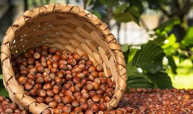 FINDIK FİYATI YERLERDE SÜRÜNÜYOR!