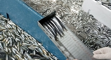 TRABZON'DA 5 TON HAMSİYE EL KONULDU