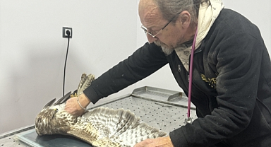 YARALI ŞAHİNE ŞEFKAT ELİ