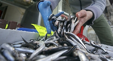 2024'TE HAMSİ İHRACATI ARTTI