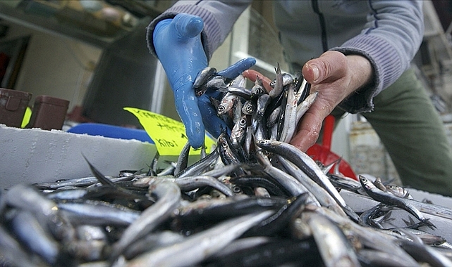 2024'TE HAMSİ İHRACATI ARTTI