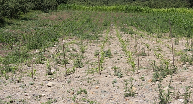 ERGAN: ATIL TARIM ALANLARI ÜRETİME AÇILMALI