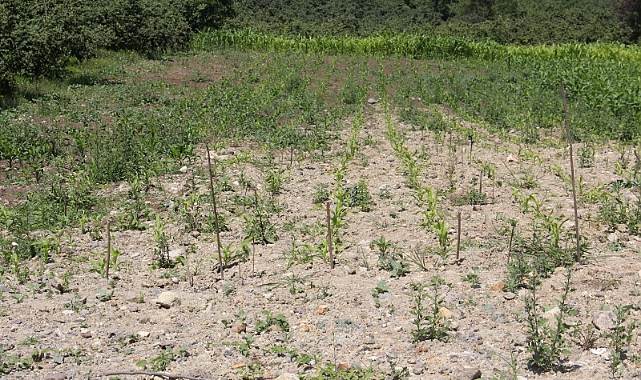 ERGAN: ATIL TARIM ALANLARI ÜRETİME AÇILMALI