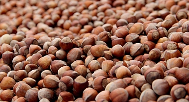 FINDIKTAN 20 YILDA 37 MİLYARLIK DEV GELİR