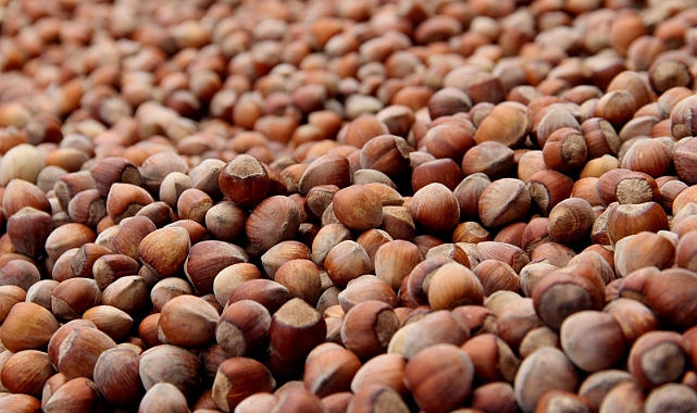 FINDIKTAN 20 YILDA 37 MİLYARLIK DEV GELİR