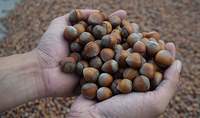 FINDIK FİYATI ÇAKILDI: 133 TL