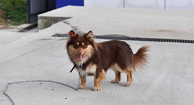 ORTAHİSAR, SAHİPSİZ CANLARI SAHİPLENDİRİYOR