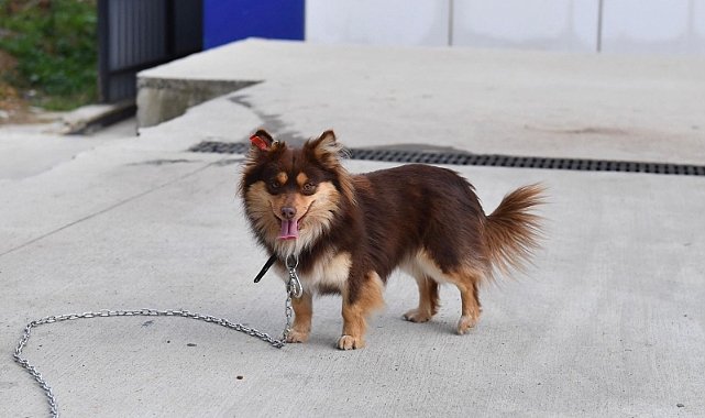 ORTAHİSAR, SAHİPSİZ CANLARI SAHİPLENDİRİYOR