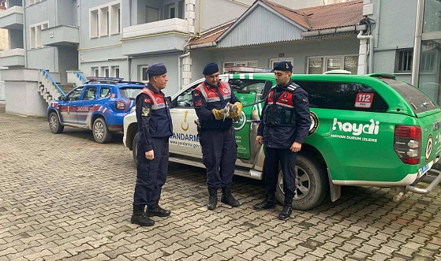 YARALI BALIKÇIL KUŞU KORUMA ALTINA ALINDI
