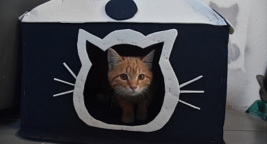 YURT BAHÇESİ KEDİLERE YUVA OLDU