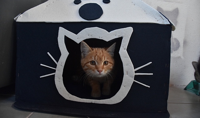 YURT BAHÇESİ KEDİLERE YUVA OLDU