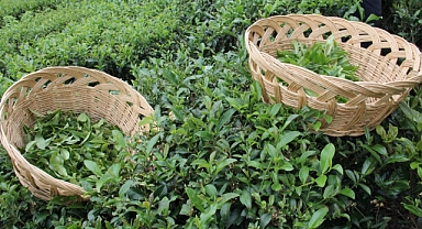 ÇAKIROĞLU: 2025'TE İYİ BİR ÇAY POLİTİKASI BEKLİYORUZ 